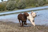 LABRADOR 159